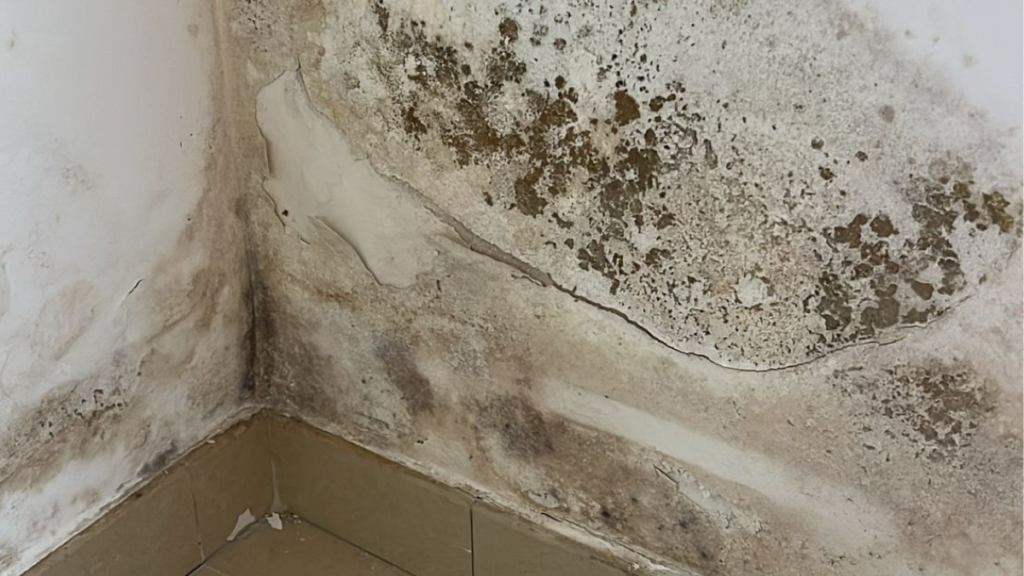 Severe mould and damp damage on an interior house wall