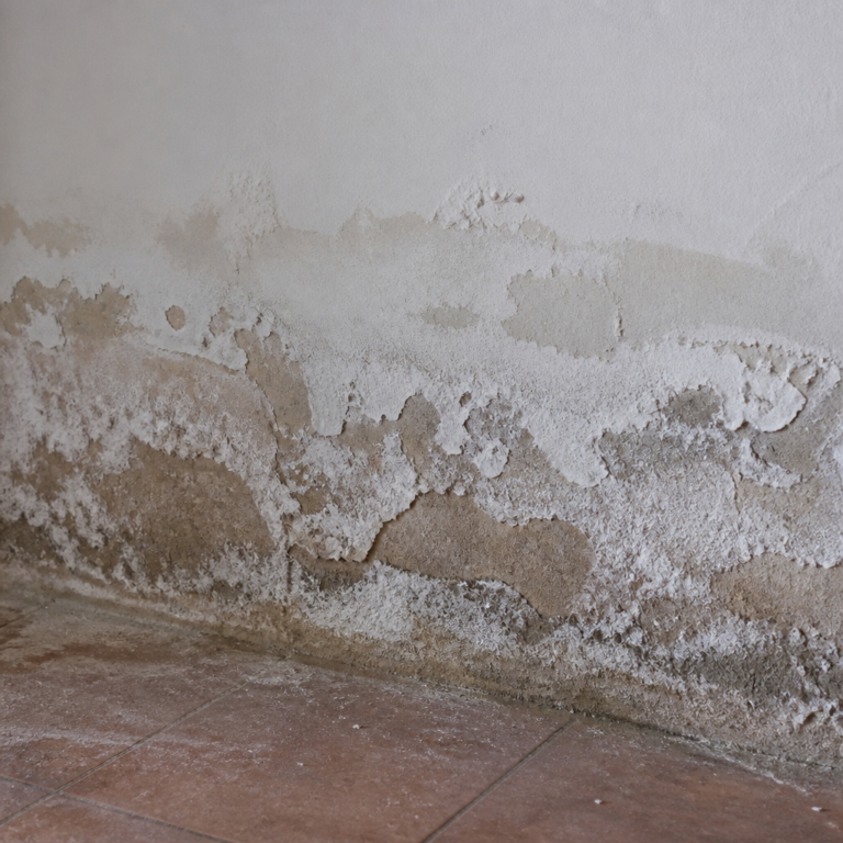 Wall damaged by rising damp and salt deposits near floor level